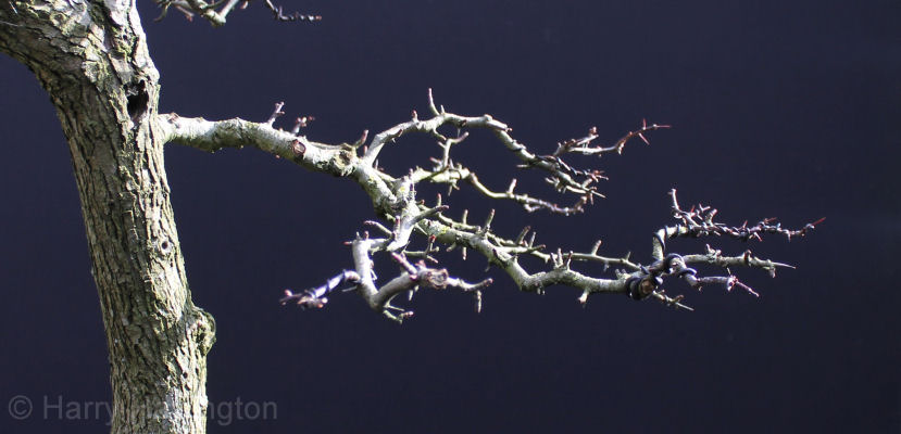 hawthorn bonsai branch